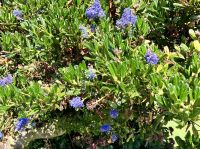 Kalifornia Flieder blueht &ndash; &copy; Elisabeth Fox-Maerki (Eberhardt TRAVEL)