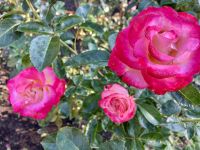 Rosen ende September &ndash; &copy; Elisabeth Fox-Maerki (Eberhardt TRAVEL)