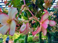 Im haengenden Garten &ndash; &copy; Elisabeth Fox-Maerki (Eberhardt TRAVEL)