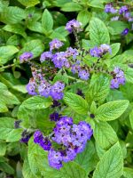 Vanille Bluemchen &ndash; &copy; Elisabeth Fox-Maerki (Eberhardt TRAVEL)