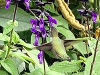 3. Kollibri Foto.  Welches ist schoener ? &ndash; &copy; Elisabeth Fox-Maerki (Eberhardt TRAVEL)