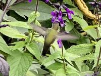 2. Kollibri Foto &ndash; &copy; Elisabeth Fox-Maerki (Eberhardt TRAVEL)