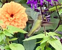 1. Kollibiri Foto &ndash; &copy; Elisabeth Fox-Maerki (Eberhardt TRAVEL)