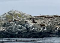 Seeloewen auf Race Rocks &ndash; &copy; Elisabeth Fox-Maerki (Eberhardt TRAVEL)