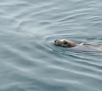 Seeloewe ganz nah am Boot &ndash; &copy; Elisabeth Fox-Maerki (Eberhardt TRAVEL)