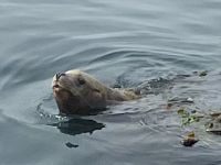 Der Seeloewe schaut mal nach wer da im Boot ist.  &ndash; &copy; Elisabeth Fox-Maerki (Eberhardt TRAVEL)