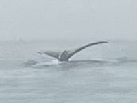 Bald taucht er ab.  &ndash; &copy; Elisabeth Fox-Maerki (Eberhardt TRAVEL)