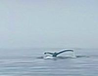 Die Schwanzflosse  &ndash; &copy; Elisabeth Fox-Maerki (Eberhardt TRAVEL)