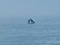 Ein Buckelwal kommt hoch  &ndash; &copy; Elisabeth Fox-Maerki (Eberhardt TRAVEL)