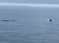 2 Buckelwale &ndash; &copy; Elisabeth Fox-Maerki (Eberhardt TRAVEL)