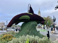 Die Blumenorcas in Victoria  &ndash; &copy; Elisabeth Fox-Maerki (Eberhardt TRAVEL)