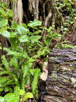 Alles ist gruen alles glaenzt &ndash; &copy; Elisabeth Fox-Maerki (Eberhardt TRAVEL)