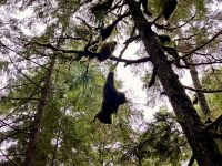 Eine riesen Fledermaus oder bloss Moos ? &ndash; &copy; Elisabeth Fox-Maerki (Eberhardt TRAVEL)