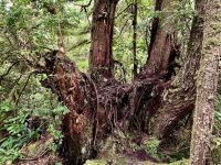 Welche Wurzel gehoert welchem Baum ? &ndash; &copy; Elisabeth Fox-Maerki (Eberhardt TRAVEL)