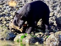 Hier der maennliche Baer naeher  &ndash; &copy; Elisabeth Fox-Maerki (Eberhardt TRAVEL)