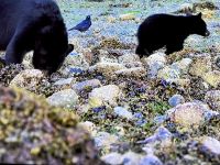 Hier die Baerenfamilie von gestern naeher &ndash; &copy; Elisabeth Fox-Maerki (Eberhardt TRAVEL)