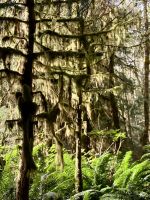 Behangene Baeume &ndash; &copy; Elisabeth Fox-Maerki (Eberhardt TRAVEL)