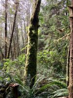 Bemooste Sitka &ndash; &copy; Elisabeth Fox-Maerki (Eberhardt TRAVEL)