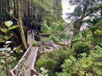 Der Holzweg &ndash; &copy; Elisabeth Fox-Maerki (Eberhardt TRAVEL)