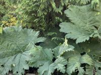 Die riesen Gunnera &ndash; &copy; Elisabeth Fox-Maerki (Eberhardt TRAVEL)