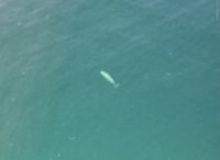 Ueber 3 Buckelwale &ndash; &copy; Elisabeth Fox-Maerki (Eberhardt TRAVEL)