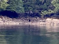 Da ist schon die erste Baerenfamilie &ndash; &copy; Elisabeth Fox-Maerki (Eberhardt TRAVEL)