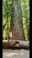 Noch ein Bild von Cathedral Grove gestern &ndash; &copy; Elisabeth Fox-Maerki (Eberhardt TRAVEL)
