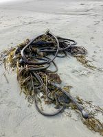 Am Wickanninish Beach ein Kelp Knopf &ndash; &copy; Elisabeth Fox-Maerki (Eberhardt TRAVEL)