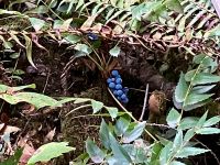 Oregon Grape ziert den Waldboden &ndash; &copy; Elisabeth Fox-Maerki (Eberhardt TRAVEL)