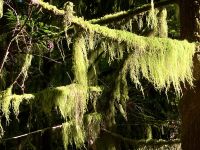 Tolle Luftpflanzen haengen ueberall &ndash; &copy; Elisabeth Fox-Maerki (Eberhardt TRAVEL)