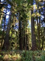 Riesen Baeume &ndash; &copy; Elisabeth Fox-Maerki (Eberhardt TRAVEL)