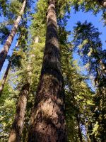 In Cathedral Grove der erste Urwald &ndash; &copy; Elisabeth Fox-Maerki (Eberhardt TRAVEL)