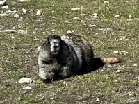 Bereit fuer den Winterschlaf &ndash; &copy; Elisabeth Fox-Maerki (Eberhardt TRAVEL)