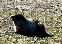 Murmeltier im Herbst &ndash; &copy; Elisabeth Fox-Maerki (Eberhardt TRAVEL)