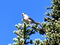 Ein Whisky Jack beobachtet uns  &ndash; &copy; Elisabeth Fox-Maerki (Eberhardt TRAVEL)