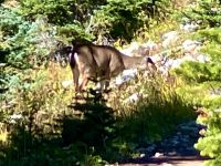 A Mule Deer  &ndash; &copy; Elisabeth Fox-Maerki (Eberhardt TRAVEL)