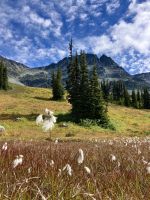 Cottongrass  E. polystachion &ndash; &copy; Elisabeth Fox-Maerki (Eberhardt TRAVEL)