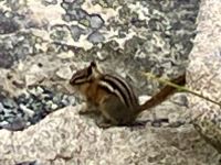 Das Streifenhoernchen in Whistler &ndash; &copy; Elisabeth Fox-Maerki (Eberhardt TRAVEL)