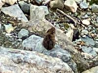 Ein Pika auf Blackcomb Mountain bei Whistler &ndash; &copy; Elisabeth Fox-Maerki (Eberhardt TRAVEL)