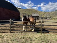 2 Pferde bei Hat Creek Ranch &ndash; &copy; Elisabeth Fox-Maerki (Eberhardt TRAVEL)