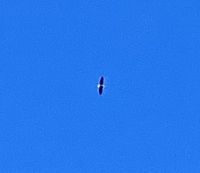 Der Weisskopfadler kreist &ndash; &copy; Elisabeth Fox-Maerki (Eberhardt TRAVEL)