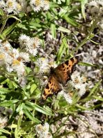 Ein schoener Schmetterling &ndash; &copy; Elisabeth Fox-Maerki (Eberhardt TRAVEL)