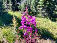 Feuerblume &ndash; &copy; Elisabeth Fox-Maerki (Eberhardt TRAVEL)