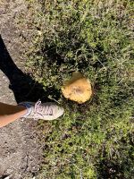 Riesen Pilze &ndash; &copy; Elisabeth Fox-Maerki (Eberhardt TRAVEL)