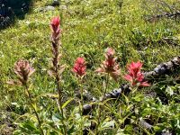 Indian Paintbrush  &ndash; &copy; Elisabeth Fox-Maerki (Eberhardt TRAVEL)
