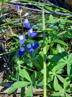 Ein Lupinchen im Herbst ! &ndash; &copy; Elisabeth Fox-Maerki (Eberhardt TRAVEL)