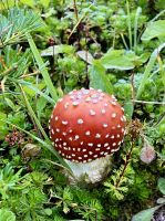 Was fuer ein schoener Pilz ! &ndash; &copy; Elisabeth Fox-Maerki (Eberhardt TRAVEL)