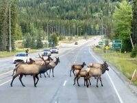 Die grosse Wapitiherde in Banff &ndash; &copy; Elisabeth Fox-Maerki (Eberhardt TRAVEL)