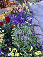 Blumenpracht vor dem Hotel in Banff &ndash; &copy; Elisabeth Fox-Maerki (Eberhardt TRAVEL)