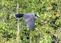 Der Whisky Jack im Fluge &ndash; &copy; Elisabeth Fox-Maerki (Eberhardt TRAVEL)